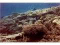 Coral trout from One Tree Island, The Great Barrier Reef, Australia (2)