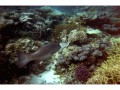 Coral trout from One Tree Island, The Great Barrier Reef, Australia (3)