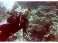 Scuba diving on The Great Barrier Reef, Australia