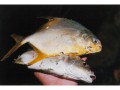 A snubnose dart and a whiting from The Great Barrier Reef, Australia