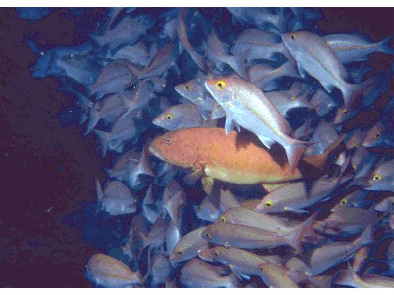 A coral trout amongst snappers at a fishway in New Zeland