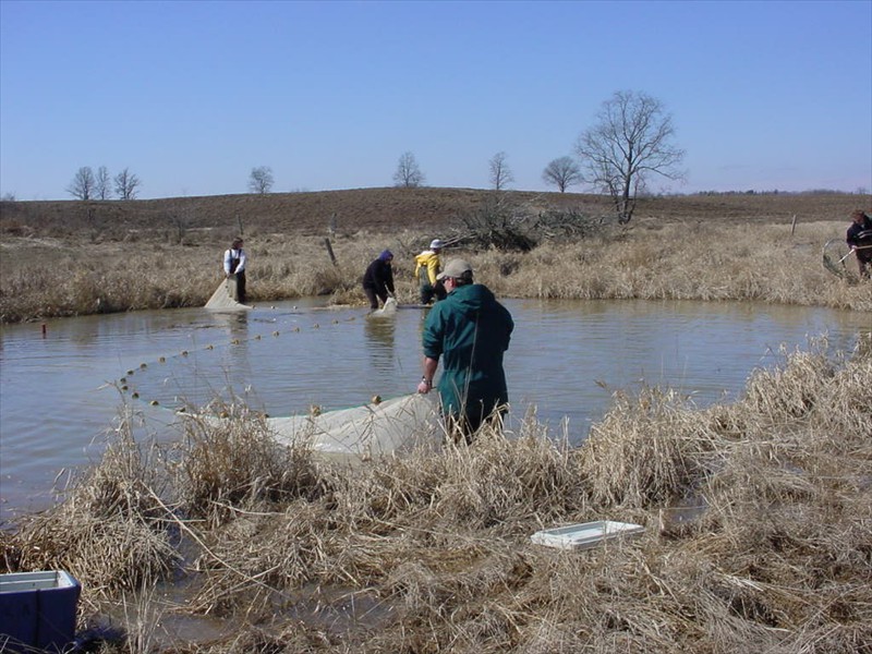 Seining for pike with the NPCA in the Welland River, Ontario