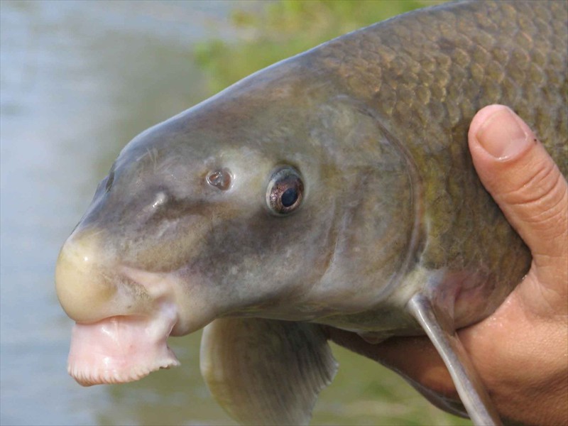 Close up of a blue sucker, Lower Colorado River, Texas