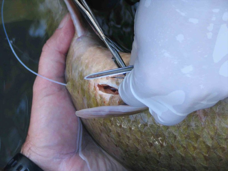 Surgical implantation of a radio transmitter into a blue sucker in the Lower Colorado River, Texas