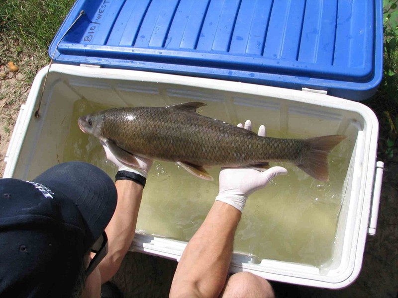 Blue sucker from the Lower Colorado River, Texas