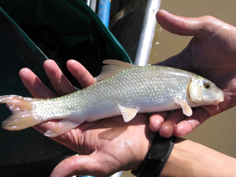 A grey redhorse in the Lower Colorado River, Texas