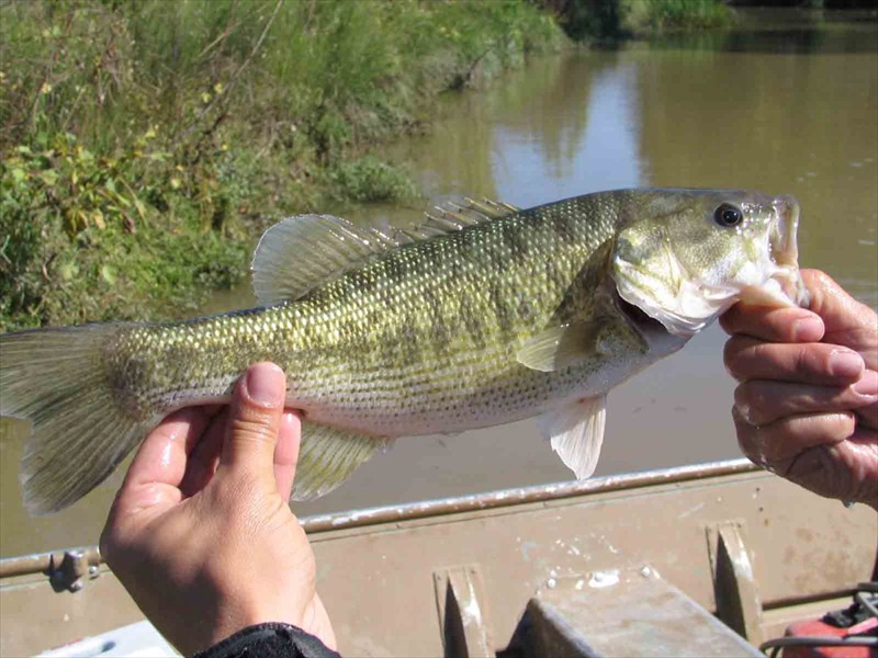 A spotted bass in the Lower Colorado River, Texas