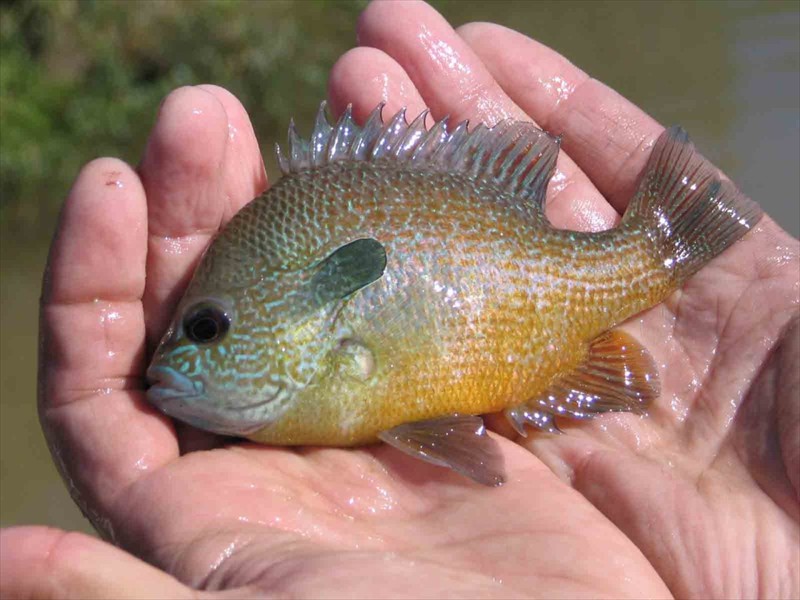 A longear sunfish in the Lower Colorado River, Texas