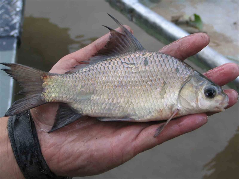 A quillback carpsucker in the Lower Colorado River, Texas