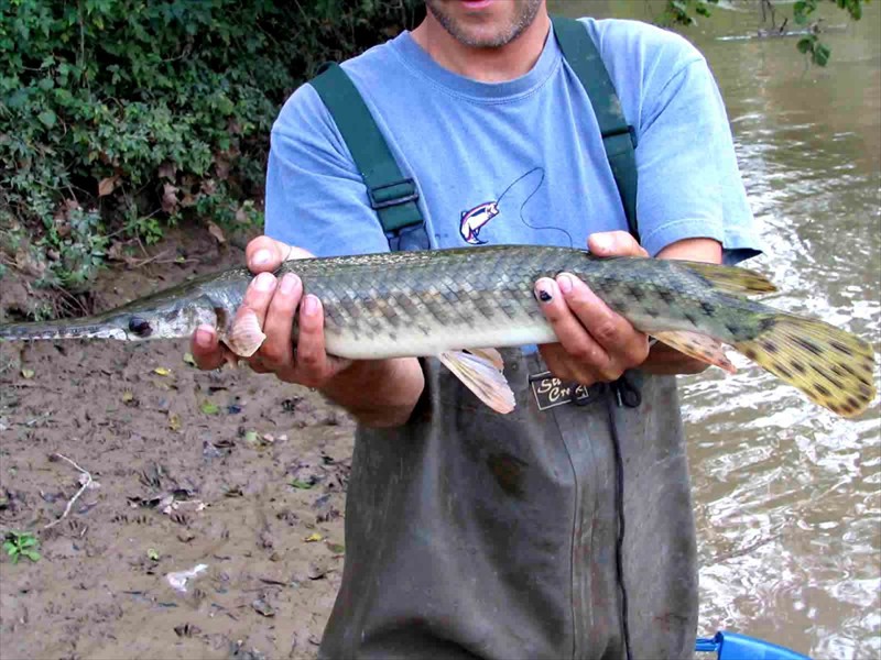 A spotted gar in the Lower Colorado River, Texas