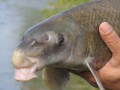 Close up of a blue sucker, Lower Colorado River, Texas