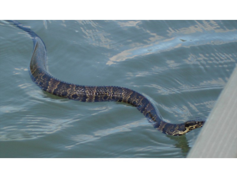 A large water moccasin aka cottonmouth in the Lower Colorado River, Texas