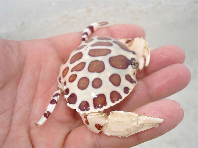 A spotted crab in Florida