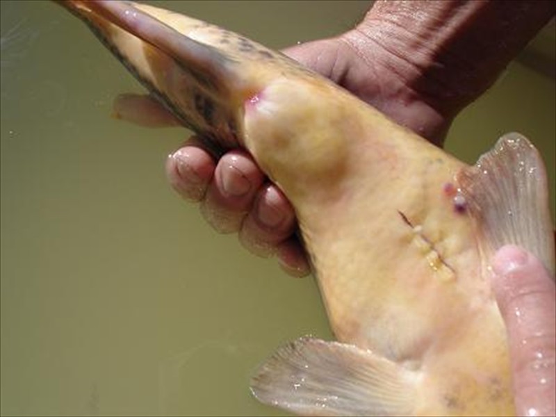 A razorback sucker with surgically implanted sonic transmitter in Lake Mead, Nevada