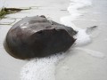 A horseshoe crab in Florida