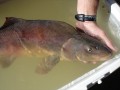 A razorback sucker in Lake Mead, Nevada