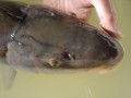 Sensory cephalic pores on a razorback sucker in Lake Mead, Nevada