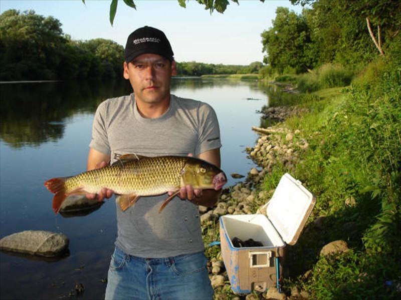 A Greater Redhorse implanted with a radio transmitter