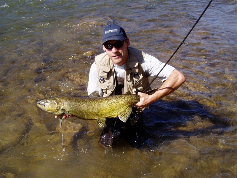 A large Chinook Salmon, Credit River, Mississauga