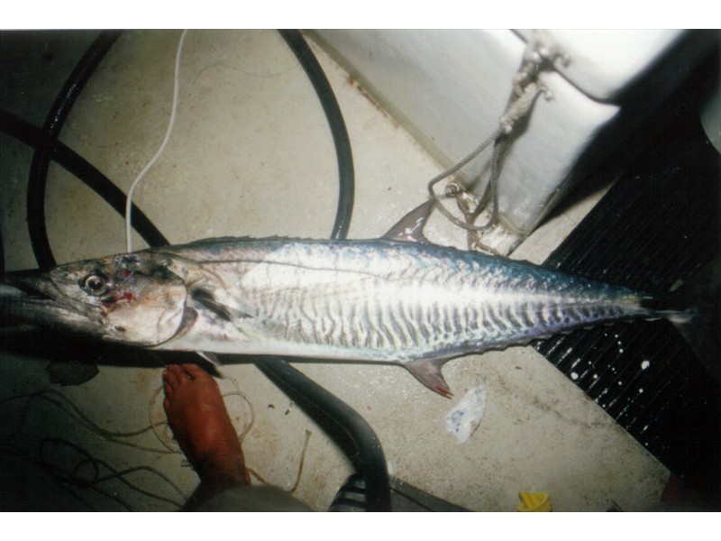 A Spanish Mackerel, Australia