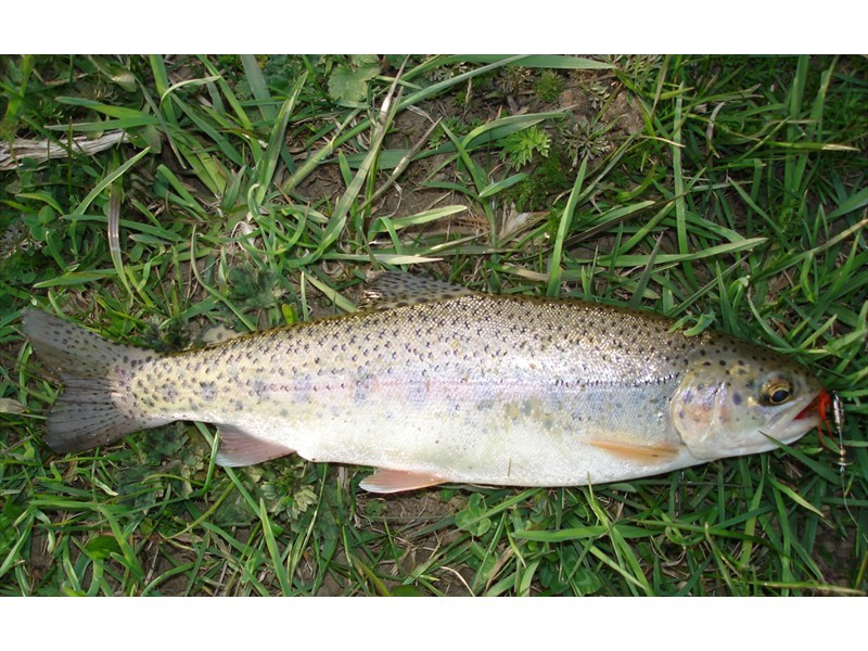 Rainbow Trout from Beaver River, Ontario