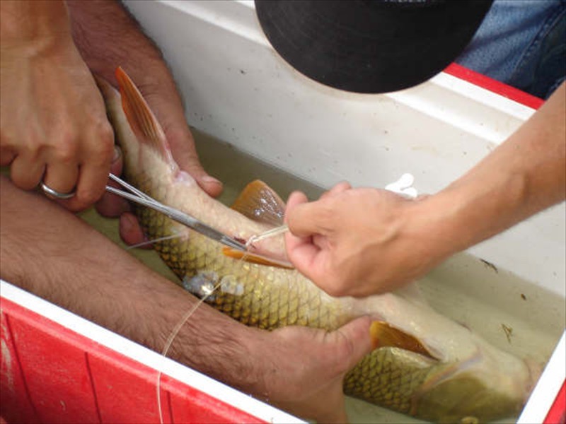 Suturing a Greater Redhorse after implanting a radio transmitter