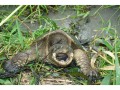 A large Snapping Turtle near the Binbrook reservior, Hamilton, Ontario