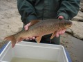 A Shorthead Redhorse from the Thames River, London