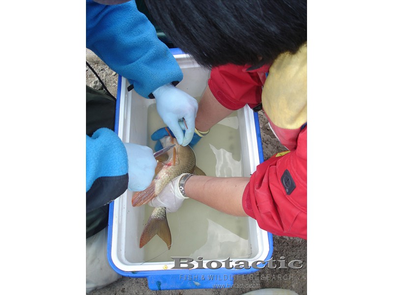 Surgically implanting a radio transmitter into a shorthead redhorse, Thames River, London, Ontario