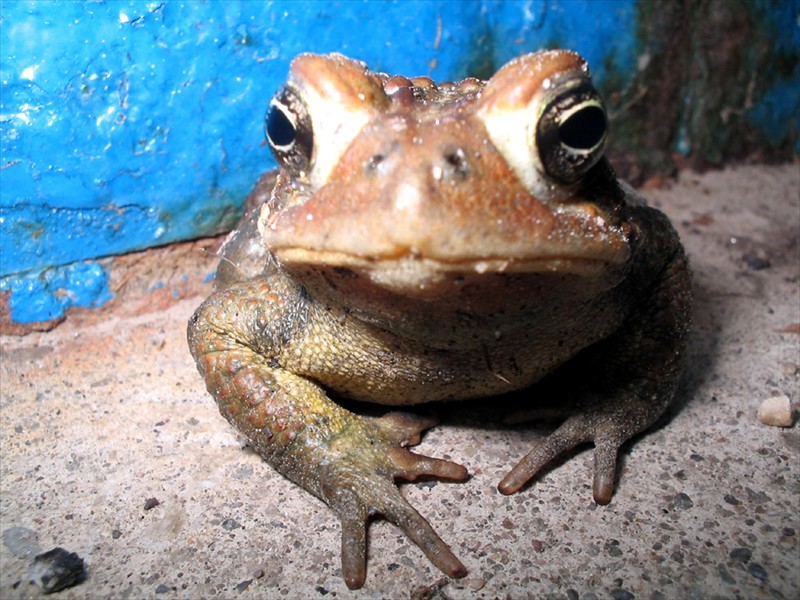 An American toad, Kitchener, Ontario