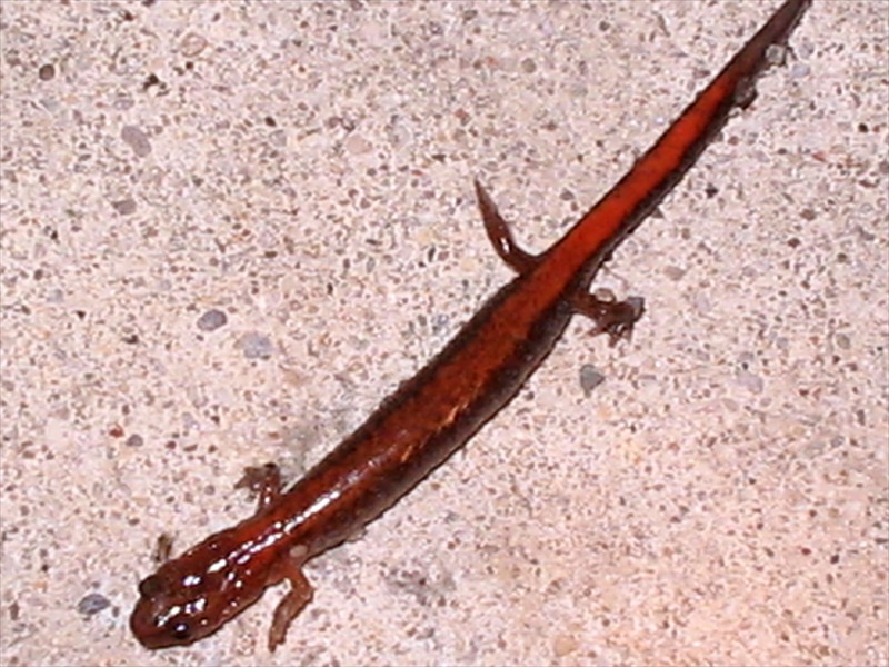 A redback salamander, Kitchener, Ontario