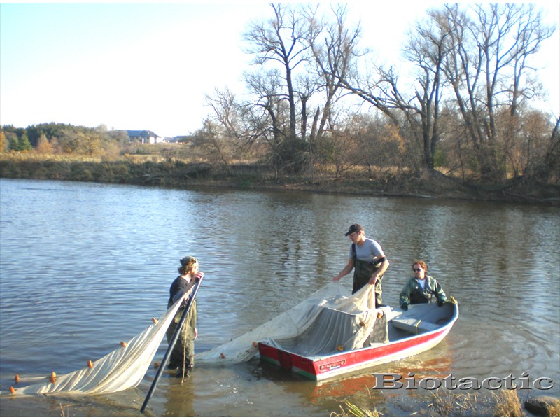 Seining for fish in the Grand River, Kitchener, Ontario