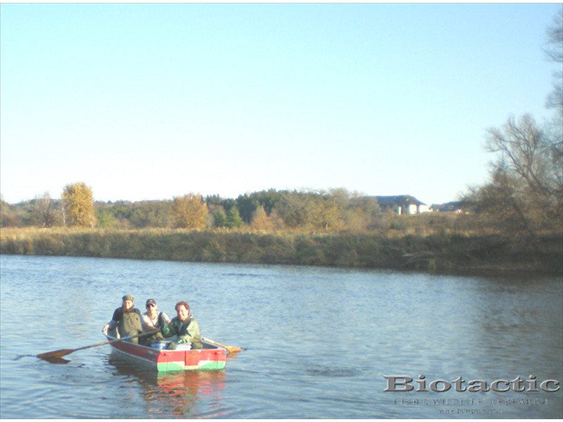 Seining for fish in the Grand River, Kitchener, Ontario