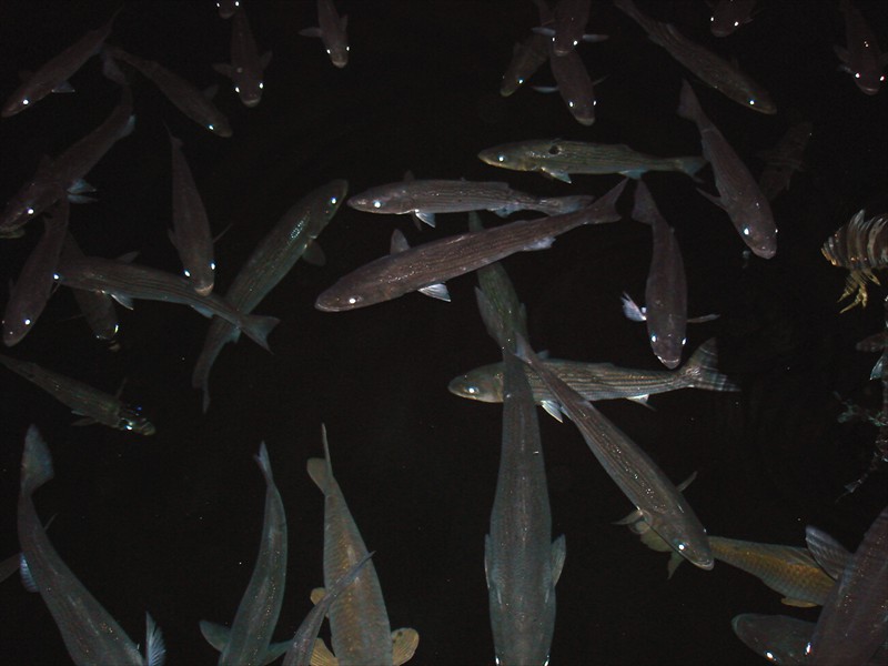 Striped bass in Lake Mead, Nevada