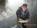 Shorthead redhorse with radio telemetry transmitter, Thames River, London, Ontario