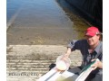 Fertilized black redhorse eggs, Kitchener, Ontario