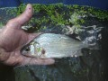 A white perch, Welland River, Ontario