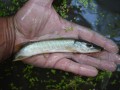 A juvenile northern pike, Welland River, Ontario