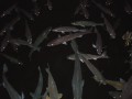 Striped bass in Lake Mead, Nevada