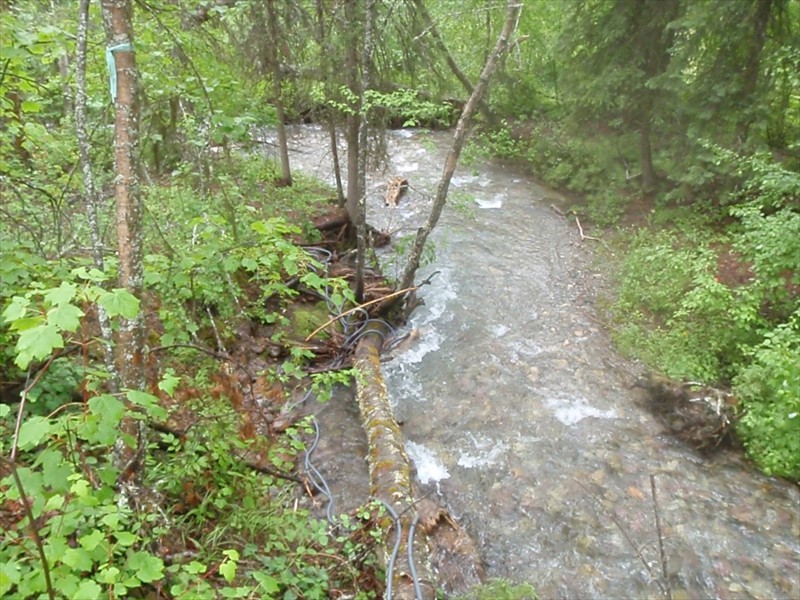 Condon Creek, Montana