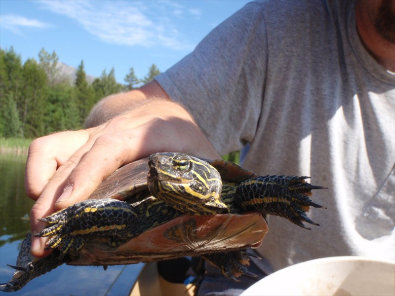 A midland painted turtle near Condon, Montana