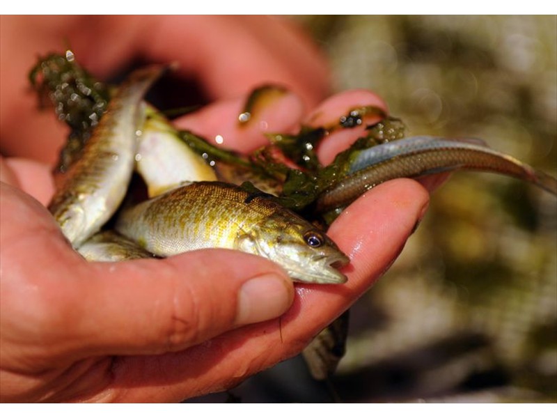 Handful of Juvenile Fish photo by David Bebee