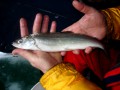 Cisco from Lake Simcoe