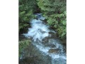 Tributary in the Swan Valley, Montana