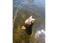 A westslope cutthroat trout angled in Montana