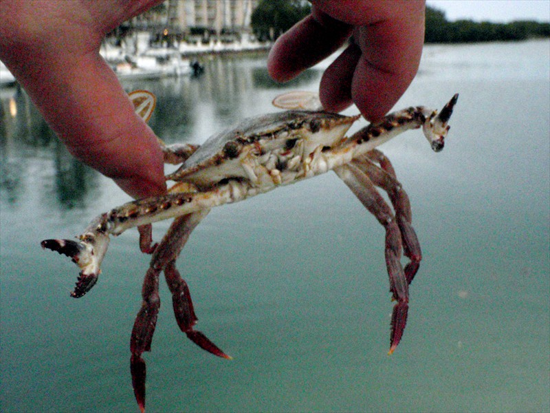 Crab in Islamorada Florida