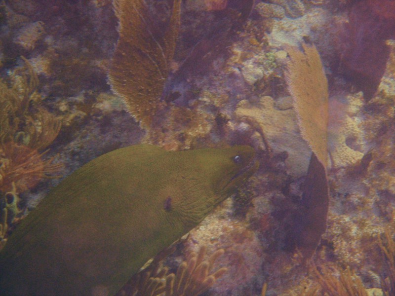 Moray eel, snorkeling in Islamorada, Florida
