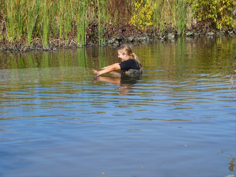 Lyons Creek Fish Seining at Rolling Meadows Golf Course