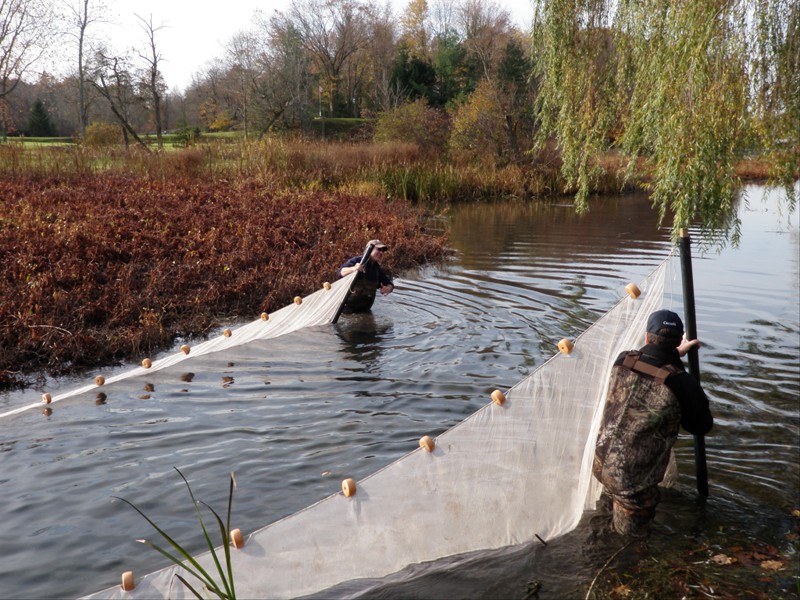 Seining in a tributary of the Welland River with the NPCA