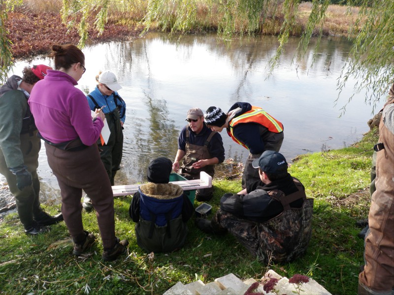 Seining in a tributary of the Welland River with the NPCA